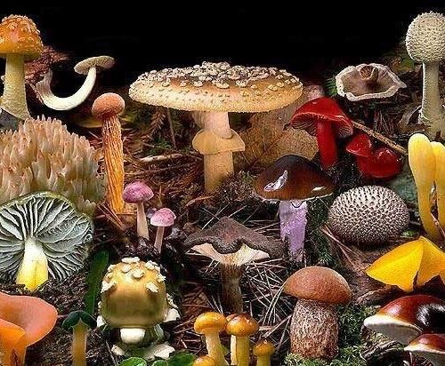 Curso de Hongos Medicinales On Line – Nivel 1